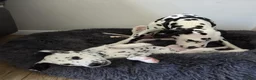 Dalmatian dogs for sale: Beautiful KC Reg Dalmatian Puppies in Newport - Advert 30