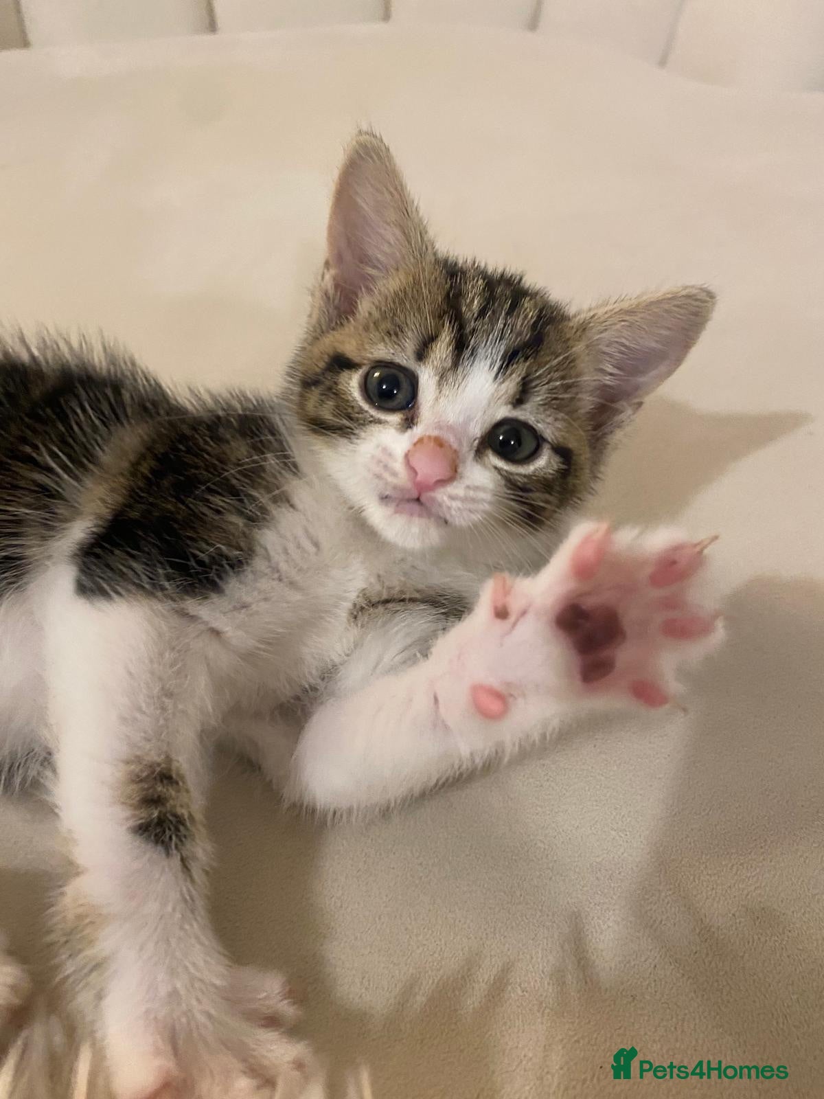 Mixed Breed cats Two Beautiful 8 Week Old Kittens - Advert 4