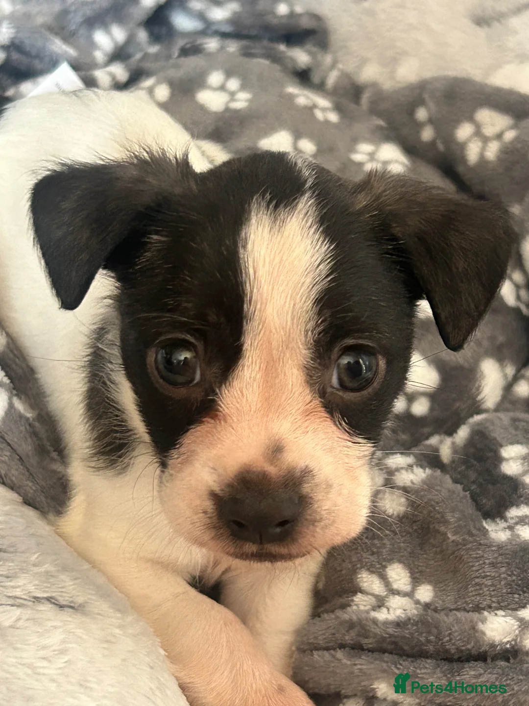 Mixed Breed dogs for sale: Jack Russell cross puppy - Advert 4