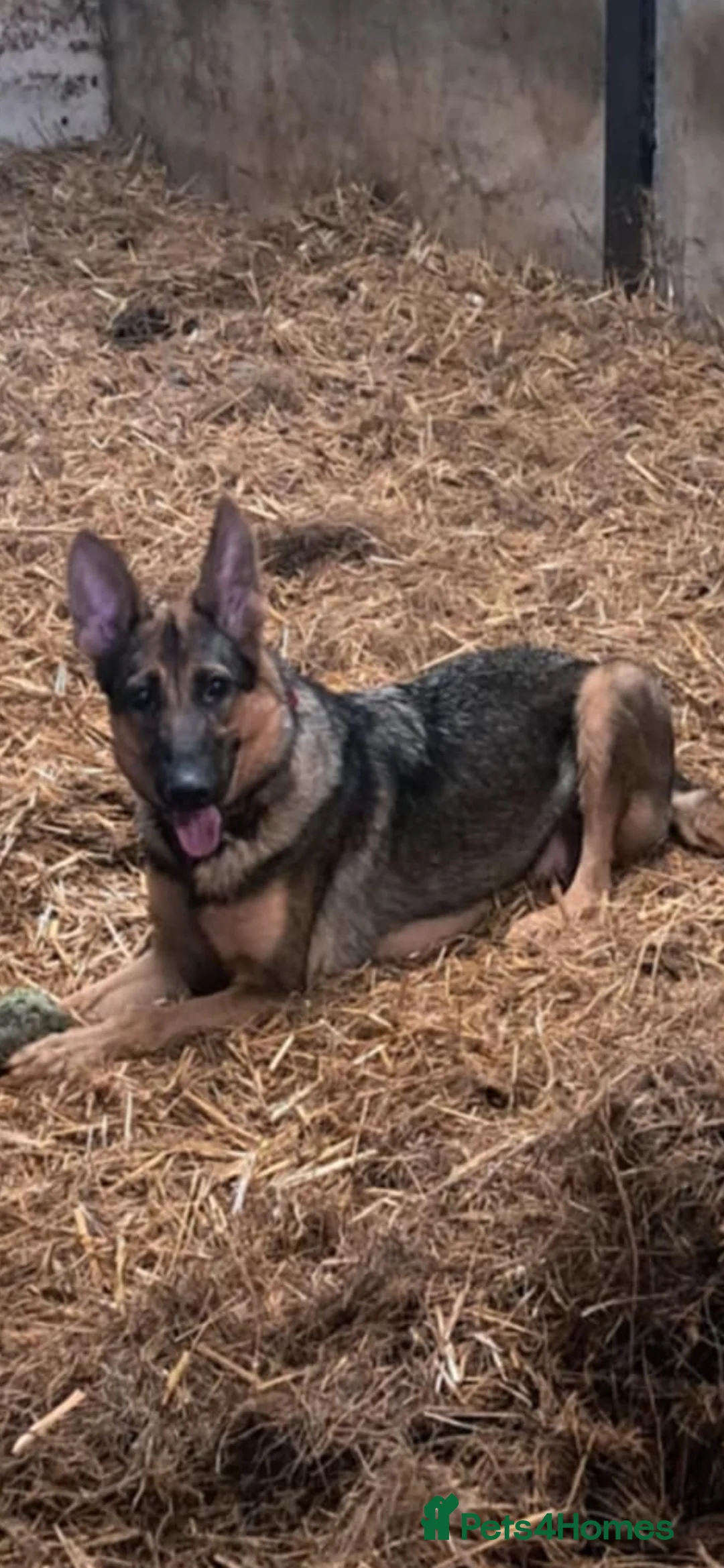 German Shepherd dogs for sale: German Shepherd Puppies - Advert 25