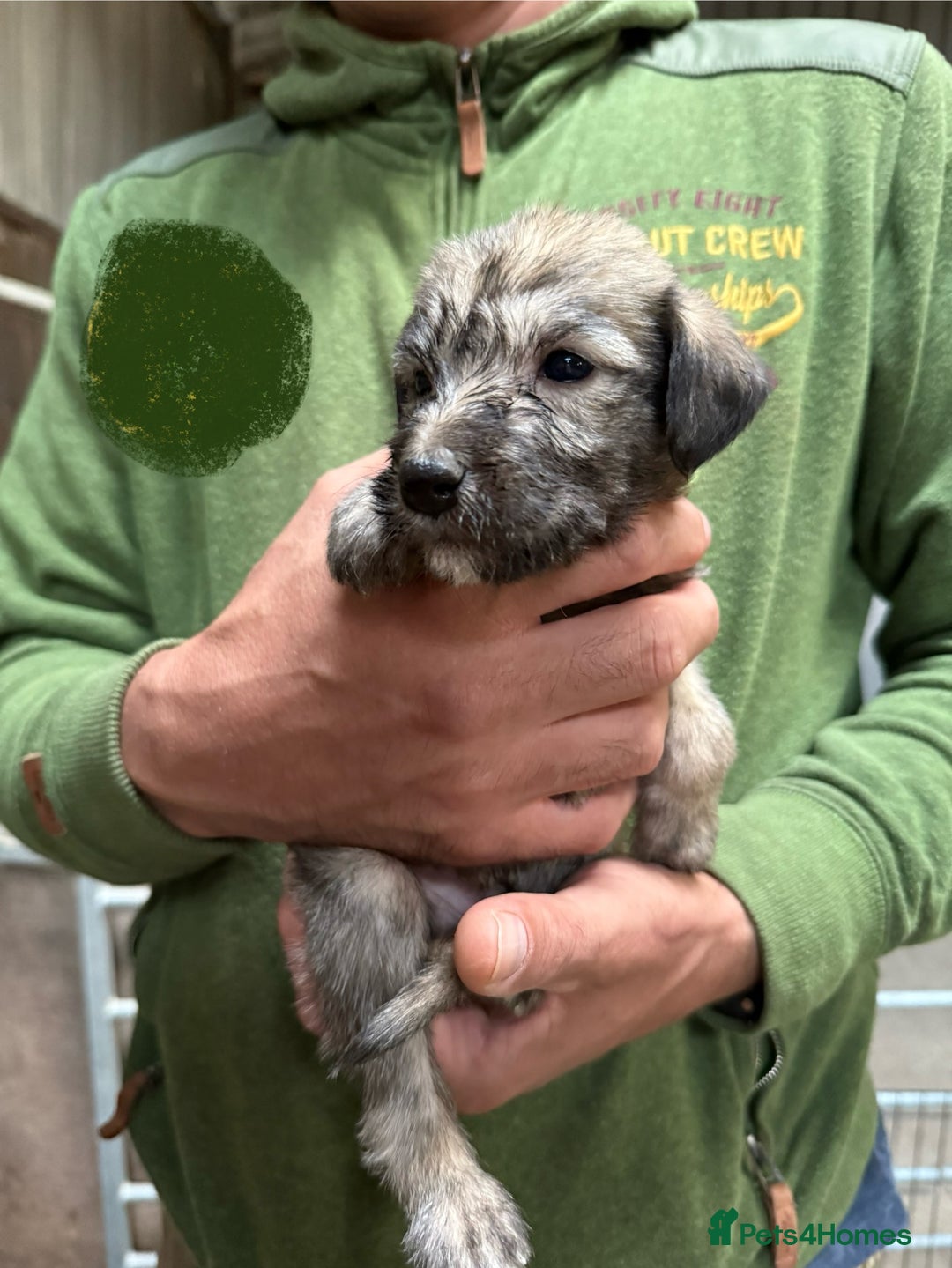 Lurcher dogs for sale: Rough coated lurcher puppies  - Image 12