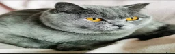 Scottish Fold cats for sale: Beautiful Scottish fold kittens READY NOW  - Advert 3