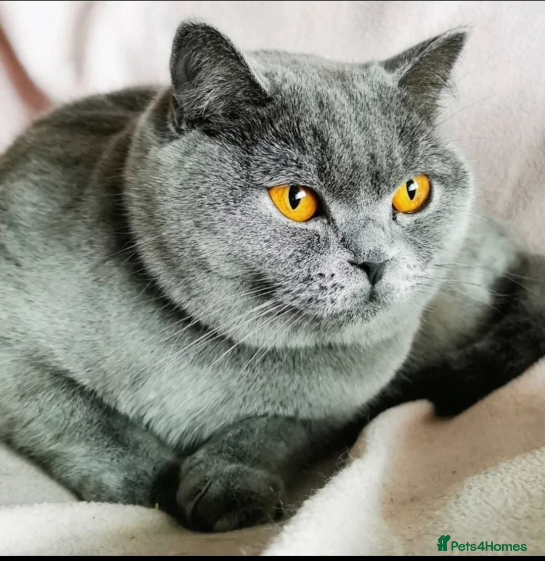 Scottish Fold cats for sale: Beautiful Scottish fold kittens READY NOW  - Advert 4