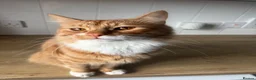 Mixed Breed cats for sale: 1 year old ragdoll and ginger tabby  in Hatfield - Advert 2