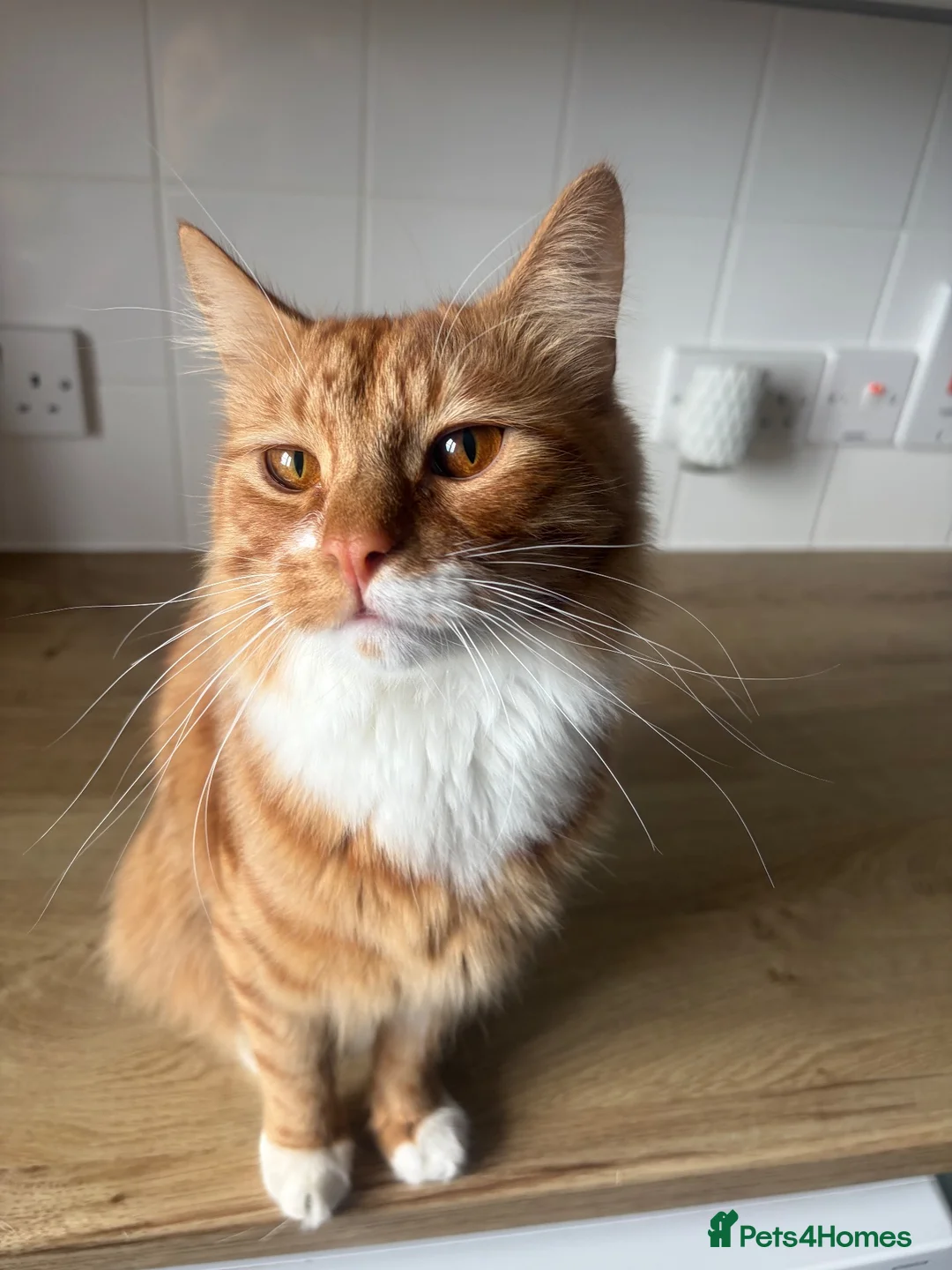 Mixed Breed cats for sale: 1 year old ragdoll and ginger tabby  in Hatfield - Advert 2