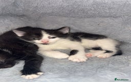 Domestic Shorthair cats for sale: 3 sweet black and white kittens  - Image 3