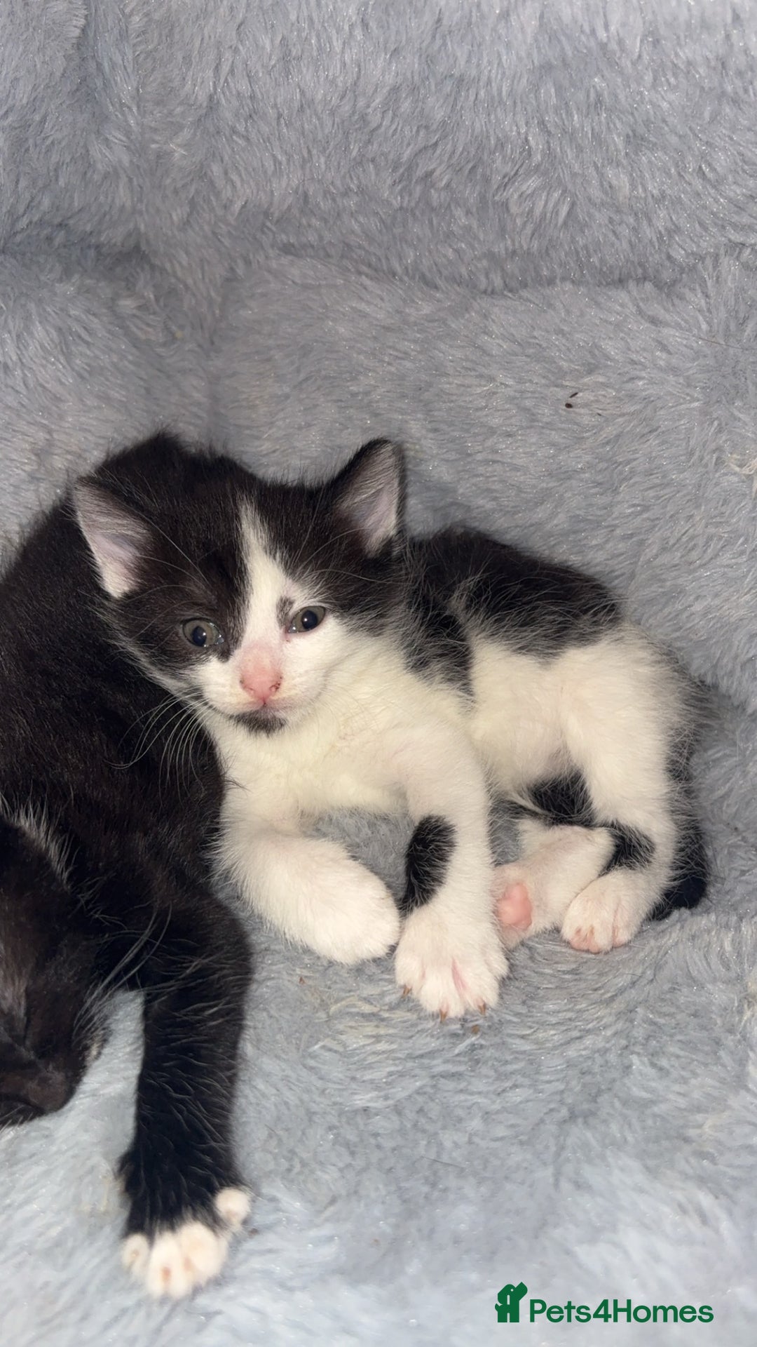 Domestic Shorthair cats for sale: 3 sweet black and white kittens  - Image 3