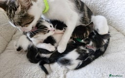 Domestic Shorthair cats for sale: Fluffy little tom - Image 2