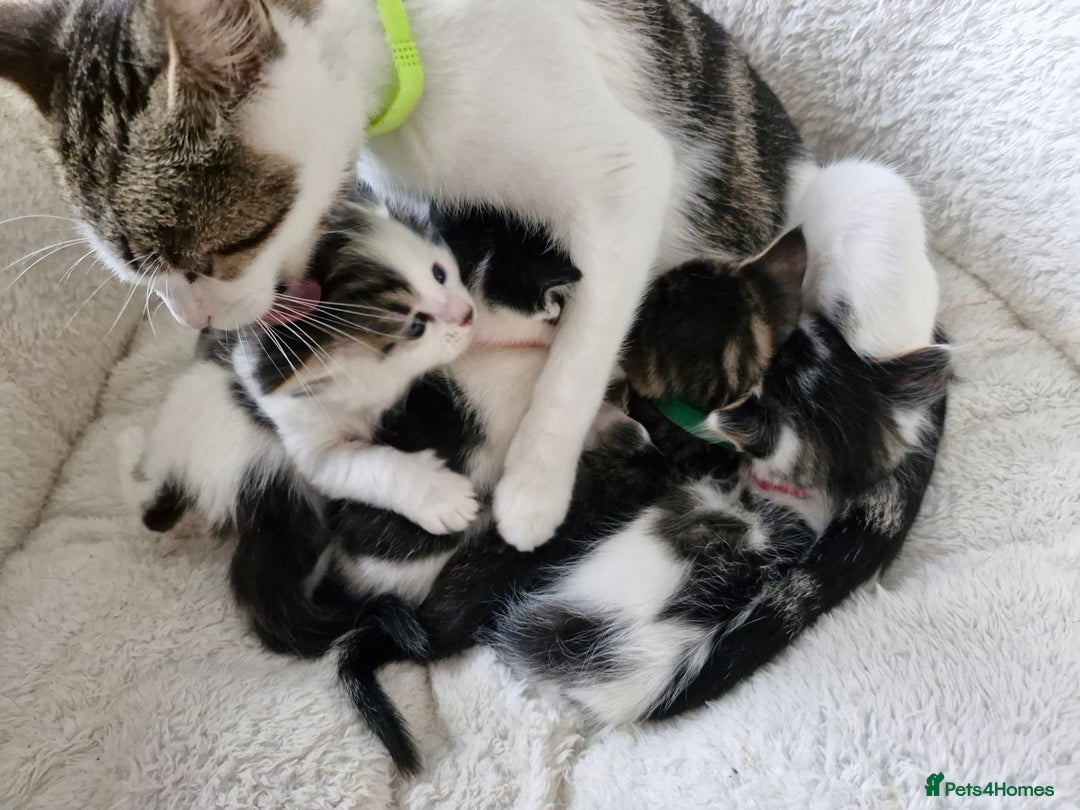 Domestic Shorthair cats for sale: Fluffy little tom - Image 2