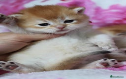 British Shorthair cats for sale: ⭐️Golden and Blue Golden Chinchilla kittens⭐️ - Image 2