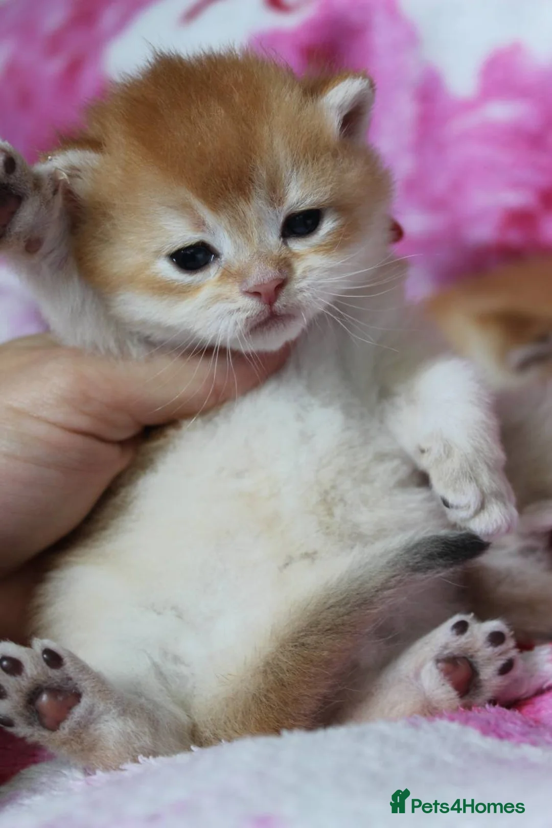 British Shorthair cats for sale: ⭐️Golden and Blue Golden Chinchilla kittens⭐️ - Advert 11