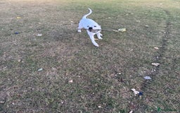 Mixed Breed dogs for sale: Mixed breed for rehoming - Advert 6