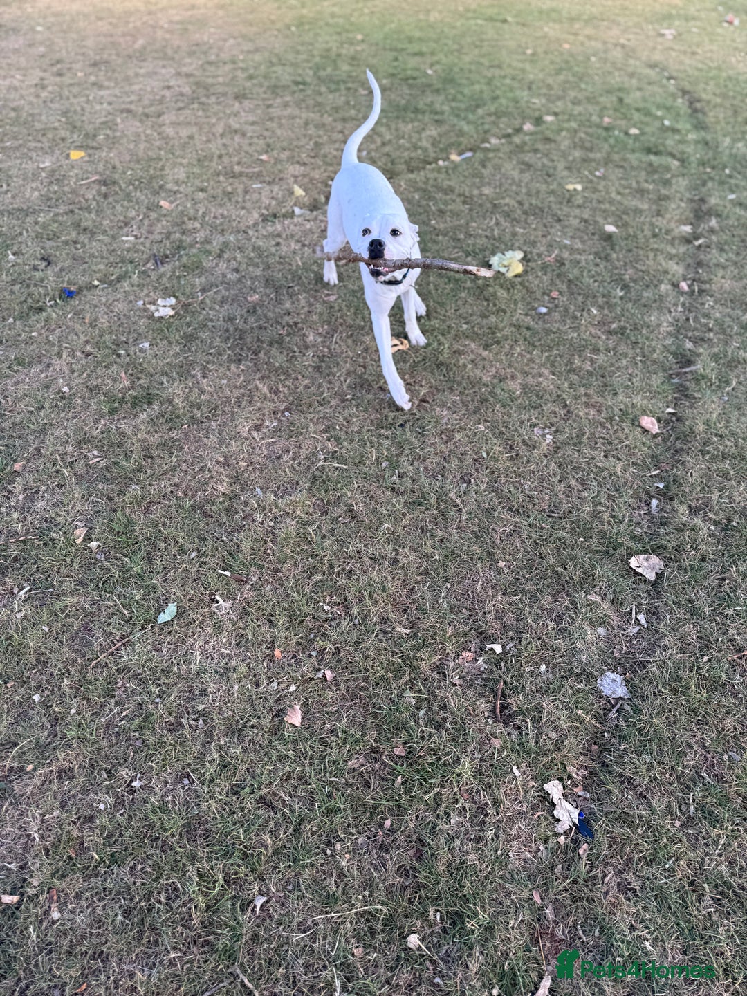 Mixed Breed dogs for sale: Mixed breed for rehoming - Advert 6