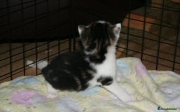 Domestic Shorthair cats for sale: Beautiful kittens ready 11th Sept - Image 5
