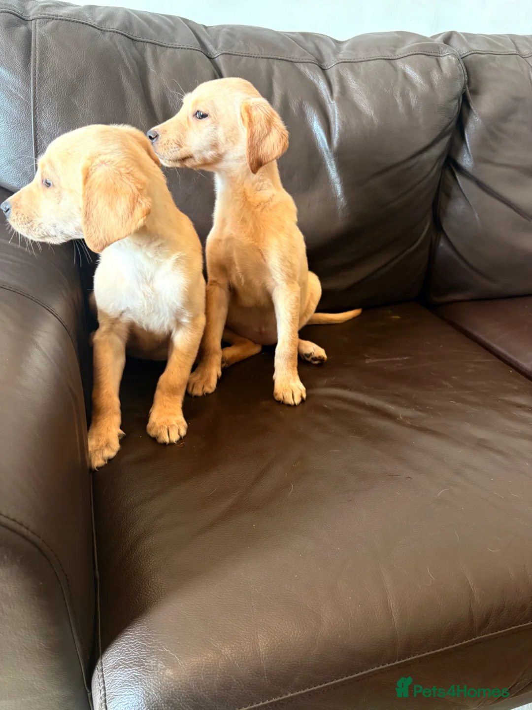 Labrador Retriever dogs for sale: Labrador puppies  - Advert 2
