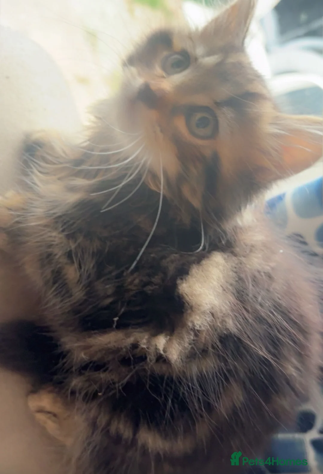 Mixed Breed cats for sale: Kitten bangel mixed  - Advert 2