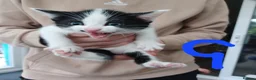 Mixed Breed cats for sale: Mixed litter of kittens - Advert 4