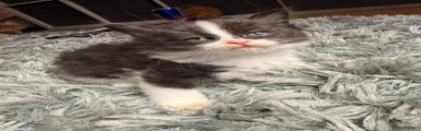 Mixed Breed Kitten 4