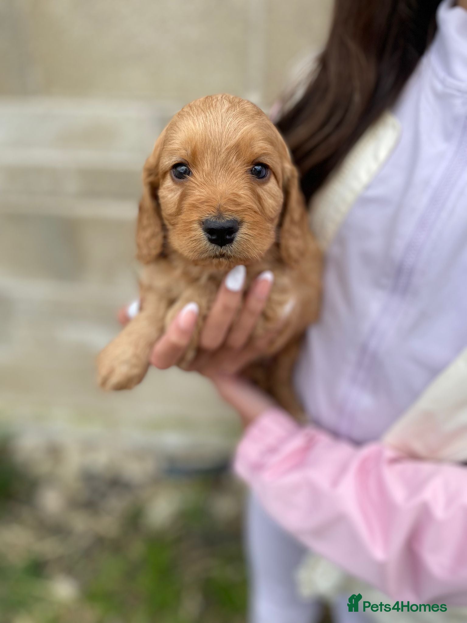Cockapoo dogs Gorgeous F2 Cockapoos 🐶 - Advert 2
