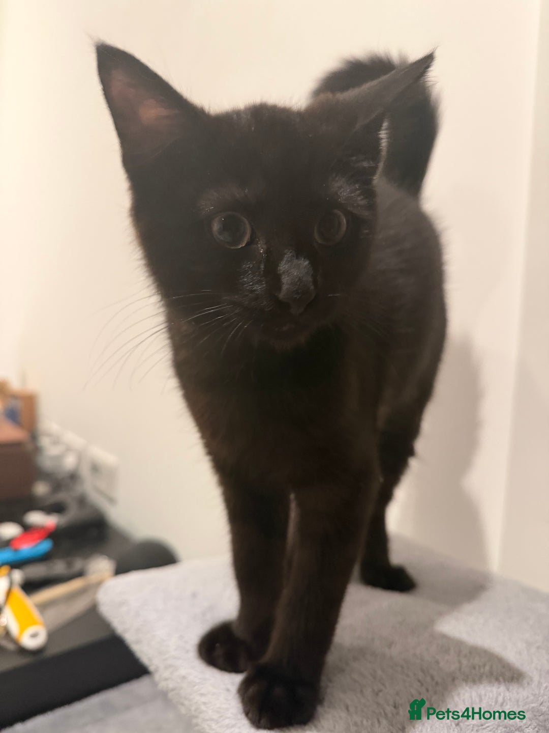 Mixed Breed cats for sale: Cute Black Kitten looking for a new home - Advert 3