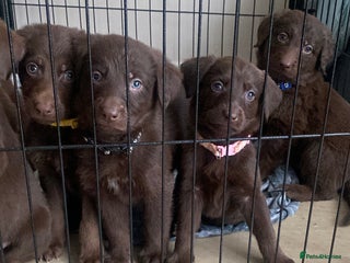 Mixed Breed dogs Beautiful Puppies – Few Left! - Advert 3