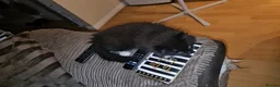 Mixed Breed cats for adoption: Rescue kitten luna needs a home of her own - Advert 6