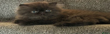 Persian 3