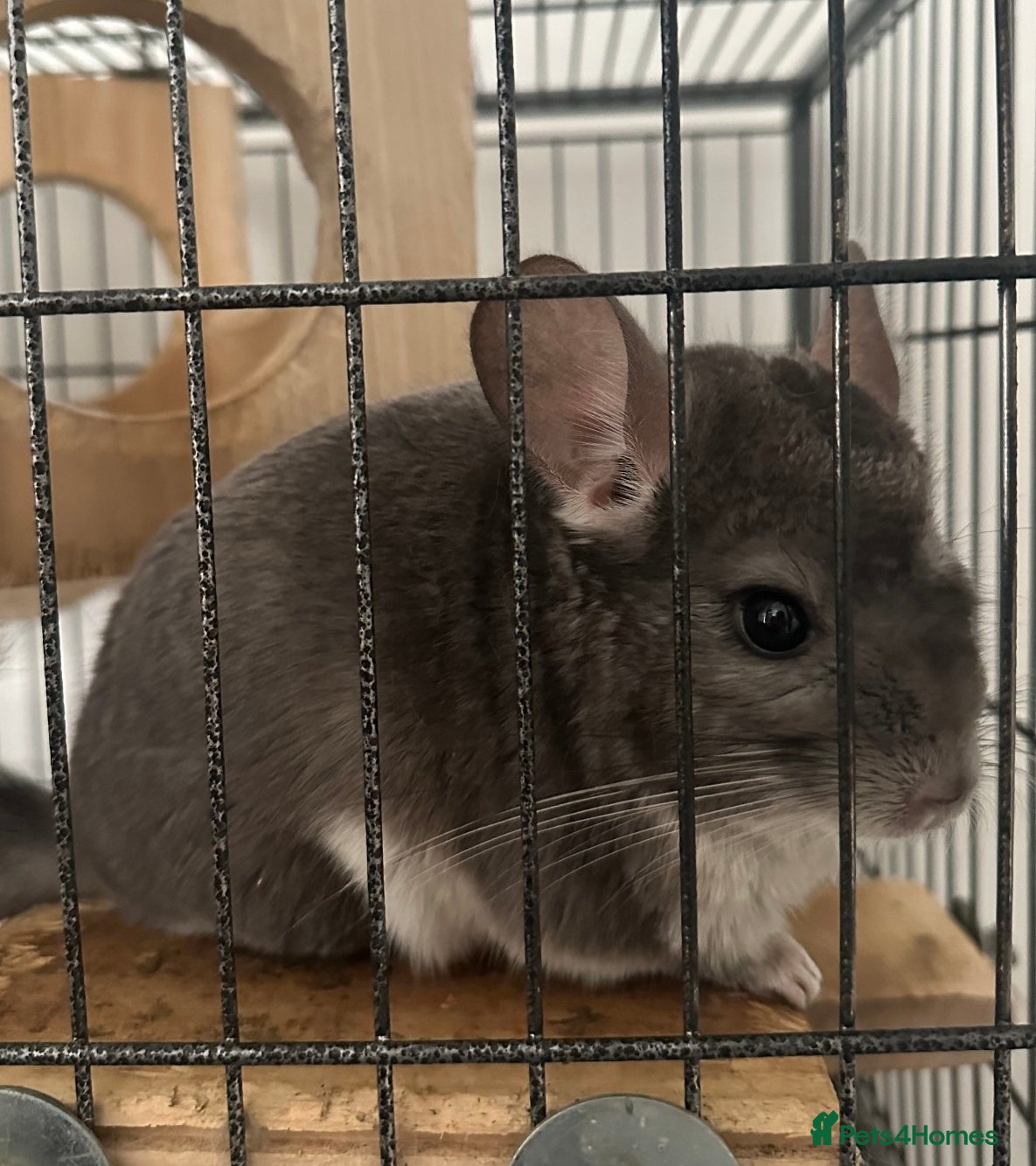 Chinchilla rodents Pair of male bonded chinchillas  - Advert 2