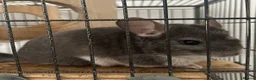 Chinchilla rodents for sale: Pair of male bonded chinchillas  - Advert 1