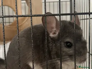 Chinchilla rodents Pair of male bonded chinchillas - Advert 2