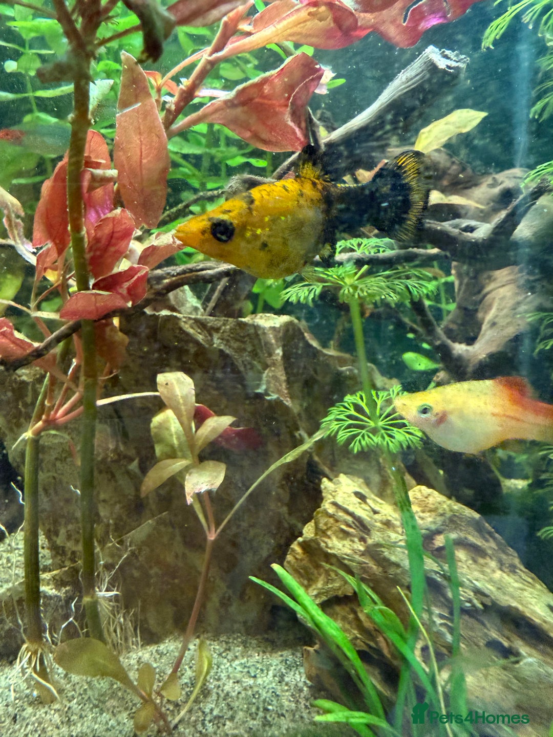 Mollies fish for sale: Mollies Need rehoming  - Advert 8