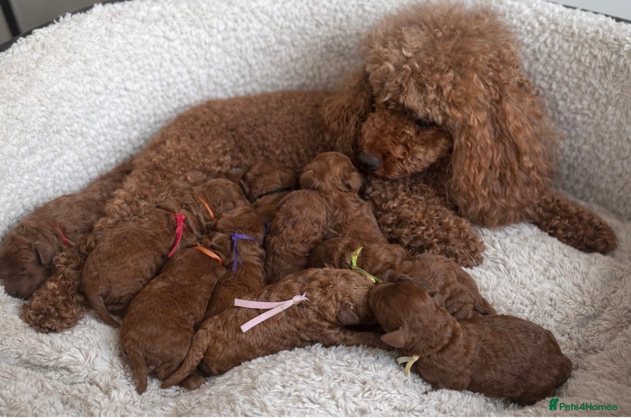 Miniature Poodle dogs Red miniature poodles - Advert 1