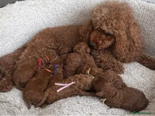 Miniature Poodle dogs for sale: Kc registered Red miniature poodles - Advert 1