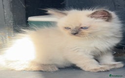 Ragdoll cats for sale: Blue pointed full pedigree tica girl  - Image 1