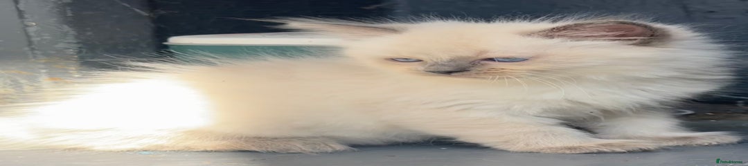 Ragdoll Kitten 2