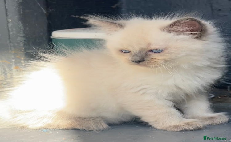 Ragdoll cats - Advert 7