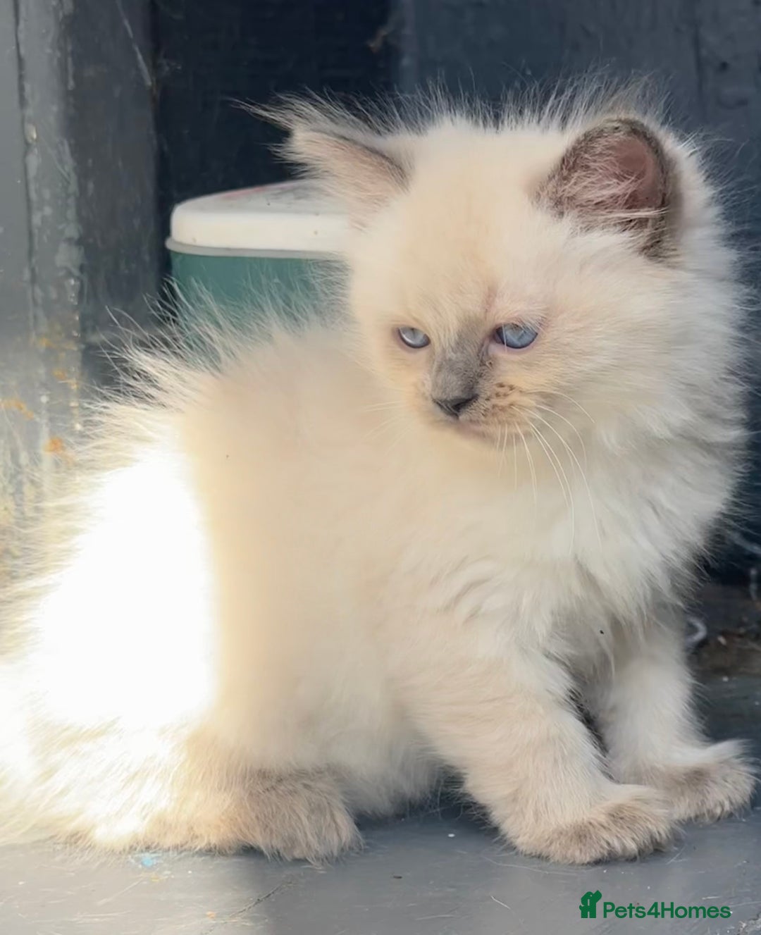 Ragdoll cats for sale: Blue pointed full pedigree tica girl  - Image 1