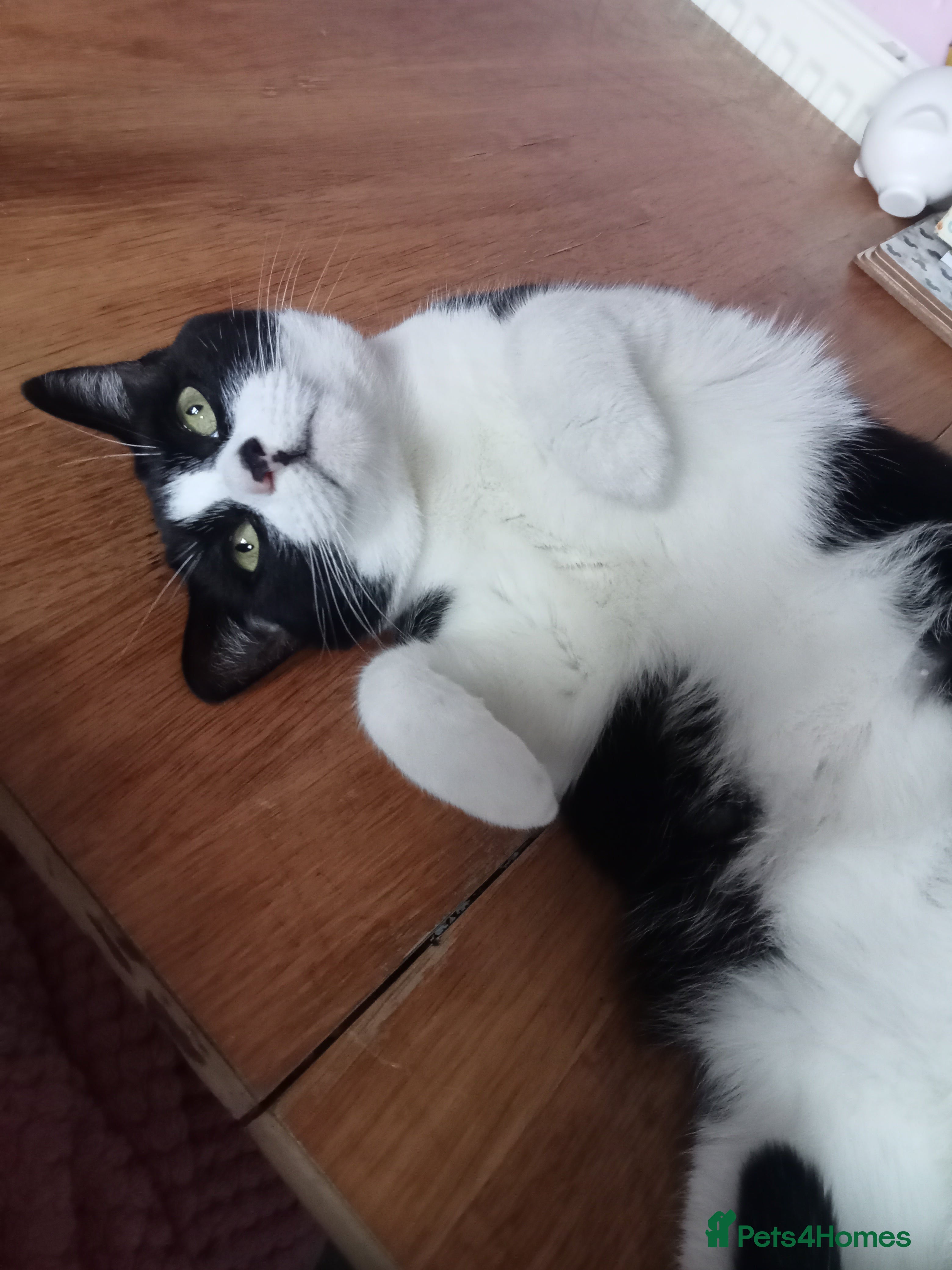 Mixed Breed cats Urgent rehoming needed! in Dewsbury - Advert 1