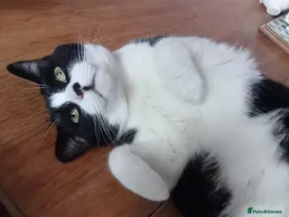 Mixed Breed cats Urgent rehoming needed! in Dewsbury - Advert 1