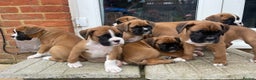 Boxer dogs for stud: PROVEN KC REGISTERED BOXER STUD - Red Flashy Male in London - Advert 16