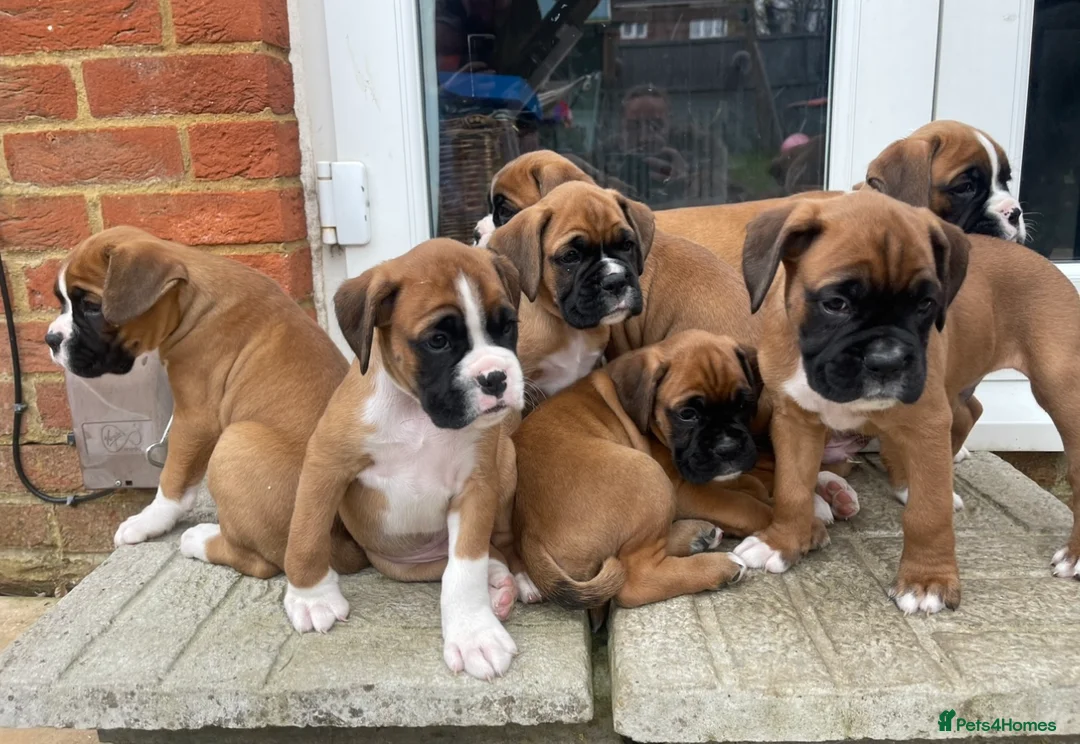 Boxer dogs for stud: PROVEN KC REGISTERED BOXER STUD - Red Flashy Male in London - Advert 16