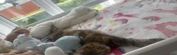 Domestic Shorthair cats for sale: Domestic shorthair - Advert 4