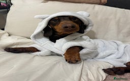 Miniature Dachshund dogs for stud: My Beautiful Bear up for stud! - Image 4