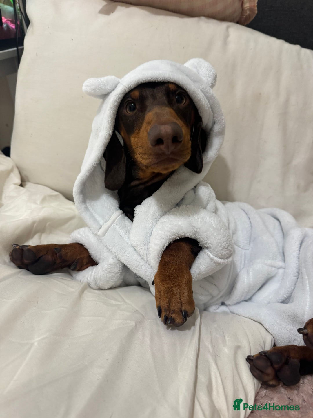 Miniature Dachshund dogs for stud: My Beautiful Bear up for stud! - Image 4