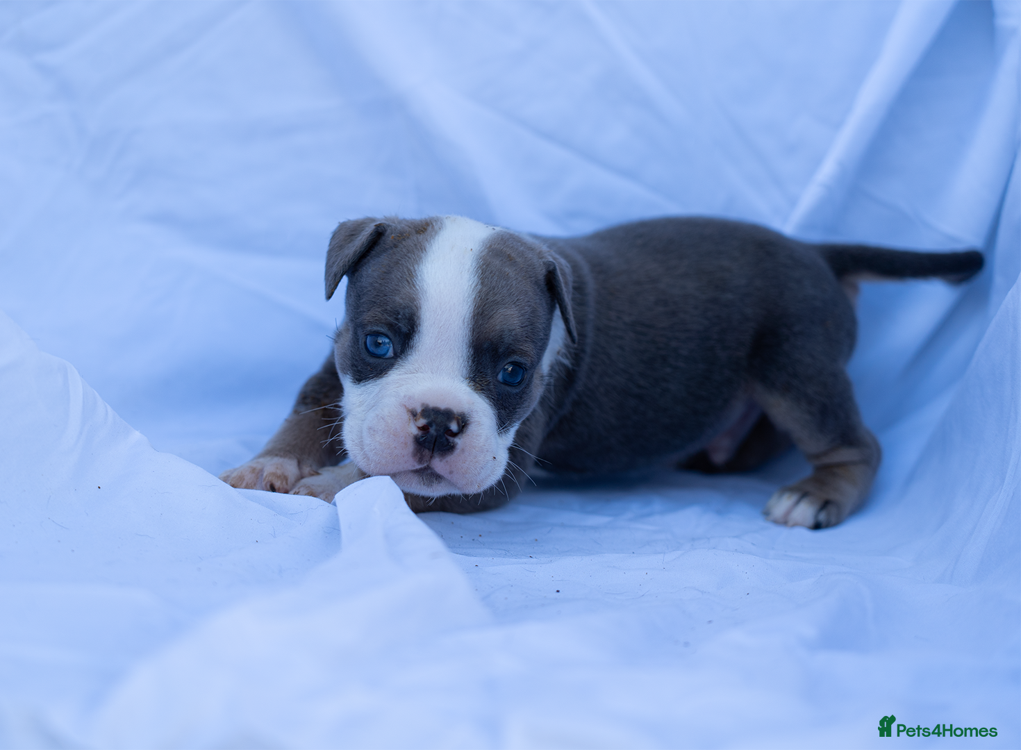 English Bulldog dogs English bulldogs PUPPIES NEBBR REGISTERED - Advert 11