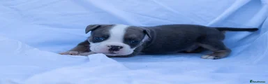 English Bulldog Puppy 8