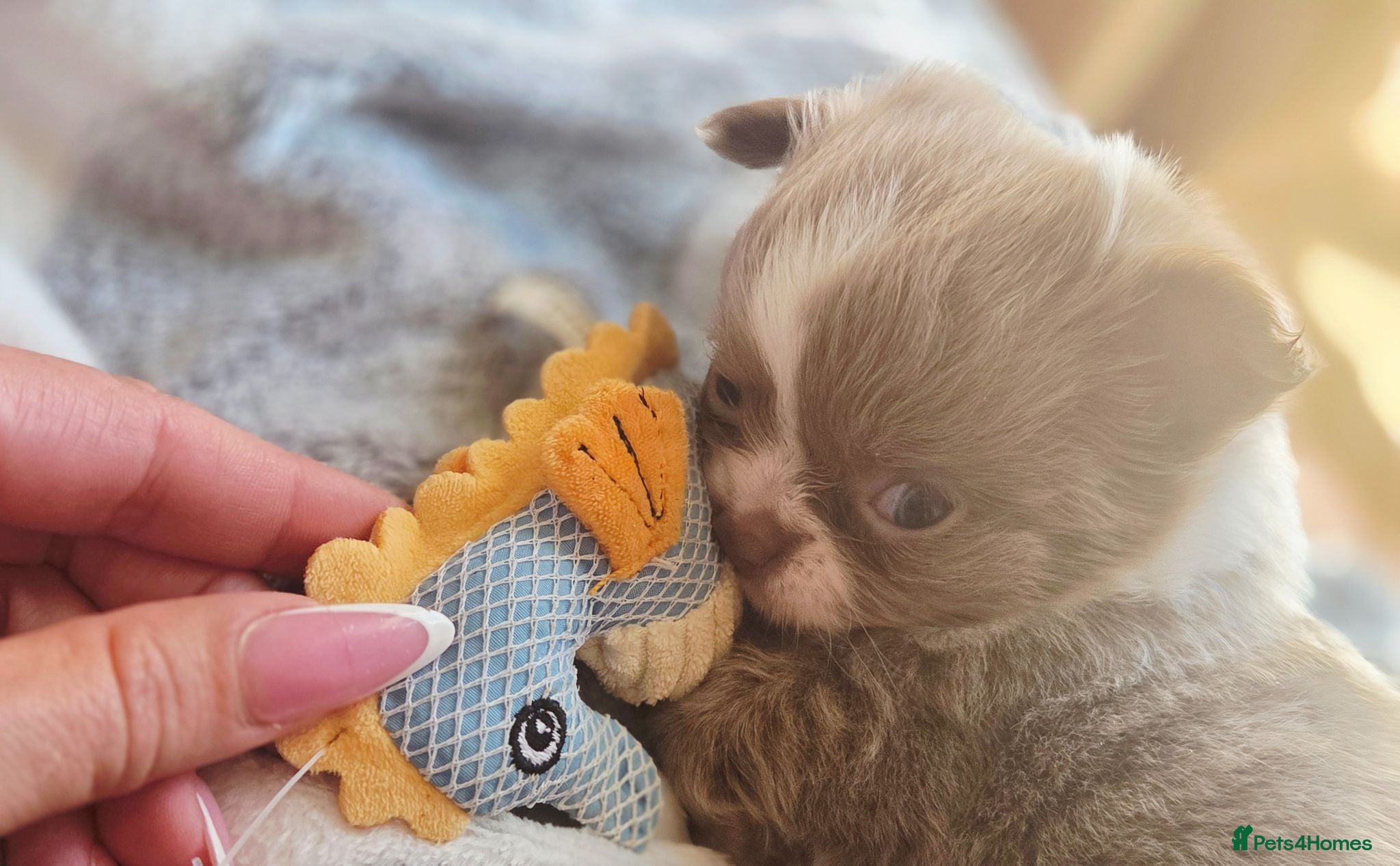 Chihuahua dogs Quality Chihuahua babies - Advert 2