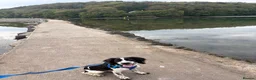 English Springer Spaniel dogs for sale: Gorgeous springer spaniel pup  in Wellington - Advert 3