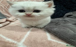 British Shorthair cats for sale: ❤️ White, gold tipped British shorthairs ❤️ in Slough - Image 7