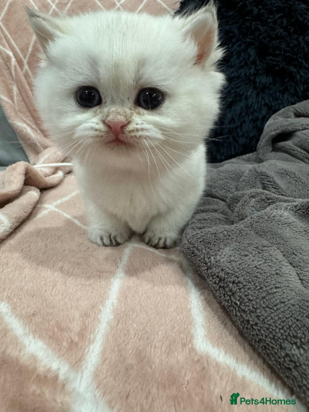 British Shorthair cats for sale: ❤️ White, gold tipped British shorthairs ❤️ in Slough - Image 7